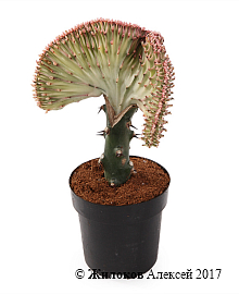 �������� � �����