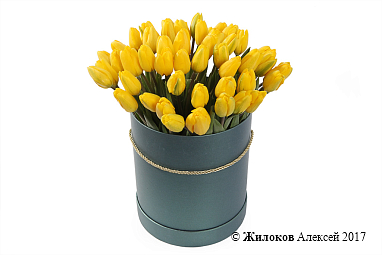 ����� 51 ������� � ������� ������� �������, ������