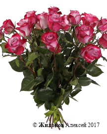 ����� 15 ��� ��� �����