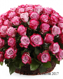 ����� 101 ���� ��� ����� � �������