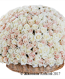 ����� 501 ���� � �������, ����� ����