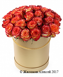 Букет 35 роз Хай Мэджик в шляпной коробке