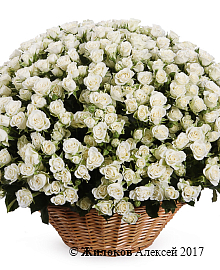 ����� 101 �������� ���� ��������� � �������