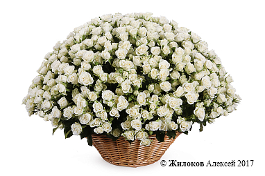 ����� 101 �������� ���� ��������� � �������