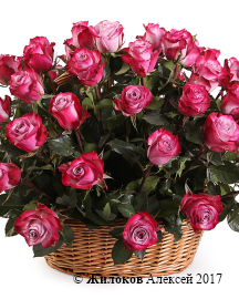 ����� 51 ���� ��� ����� � �������