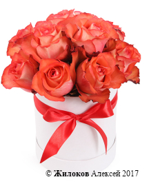 ����� ���� ����� ���� � ������� �������