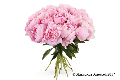 ����� �� ������ 25 ������������