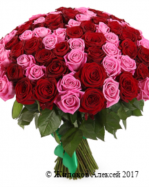 ����� ������� � ��������, 101 ����