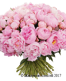 ����� �� ������ 101 ����������