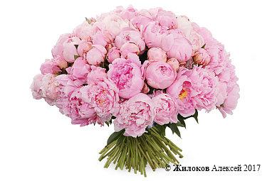 ����� �� ������ 101 ����������