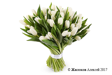 ����� 51 �������, �����