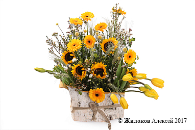 ����� ��������� ���