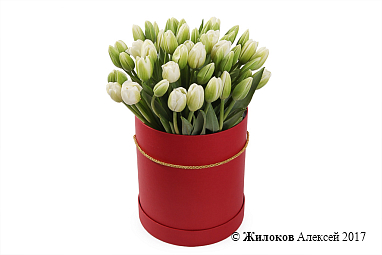 ����� 51 ������� � ������� ������� �������, �����