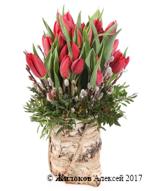 ����� ����� ��� �������