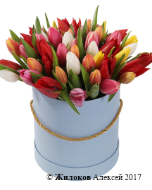 ����� 51 ������� ���� � ������� �������