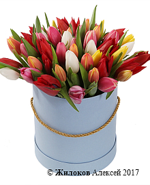 ����� 51 ������� ���� � ������� �������