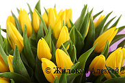 Букет 51 тюльпан, желтые