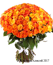 ����� 101 ����, ��������� ����