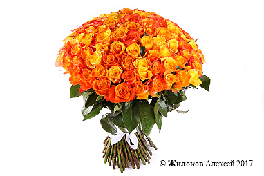 ����� 101 ����, ��������� ����