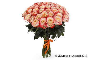 ����� 51 ���� ������