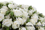 Букет 101 кустовая роза Сноуфлейк