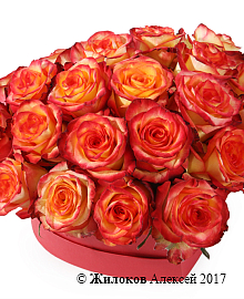 ����� ��������� ������ � ������� ������� ������ (�����)