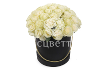 ����� 51 ���� �������� � ������ ������� �������