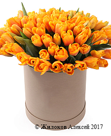 ����� 101 ������� � ������� �������, �����