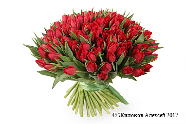 ����� 101 �������, �������