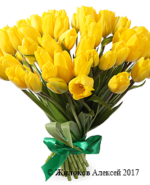 ����� 51 ����������� �������, ������