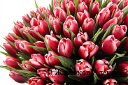 Букет 101 королевский тюльпан, алые