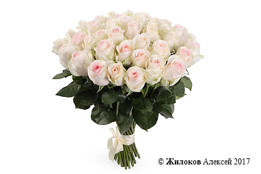 ����� 41 ���� ���������