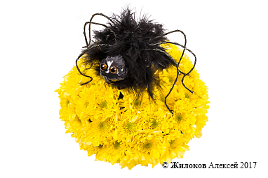 ���������� ������ ������