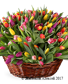 ����� ����� ������� (251 �������)