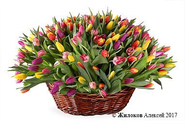 ����� ����� ������� (251 �������)