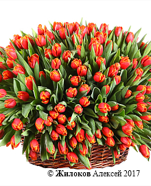 ����� �� ���� ����� � �������