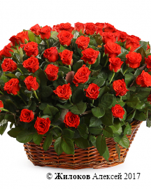Букет 101 роза в корзине, 50 см