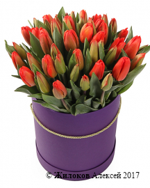 Букет 51 королевский тюльпан в шляпной коробке, красно-оранжевые