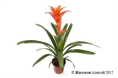 �������� � �����