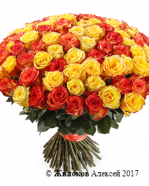 ����� 101 ����, ��������� ����