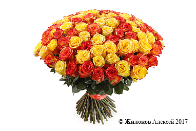 ����� 101 ����, ��������� ����