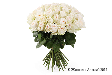 ����� 51 ���� ���� �'����