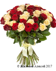 ����� 51 ���� ����