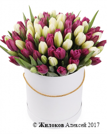 Букет 101 королевский тюльпан в белой шляпной коробке, бело-пурпурный микс