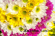 Композиция из хризантем Цветочное яйцо