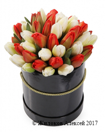 Букет 51 королевский тюльпан в шляпной коробке, красно-белый микс