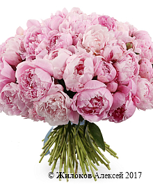 ����� �� ������ 51 ����������