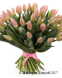 ����� 51 ����������� �������, ���������