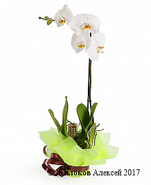 Орхидея Фаленопсис белая (1 ствол)
