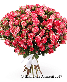 ����� 15 �������� ��� ���� �����